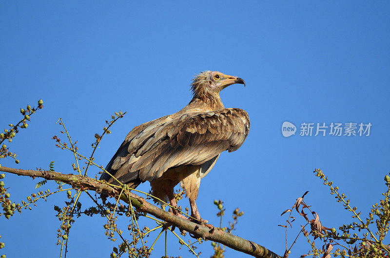 埃及秃鹰(Neophron Percnopterus)坐在树枝上